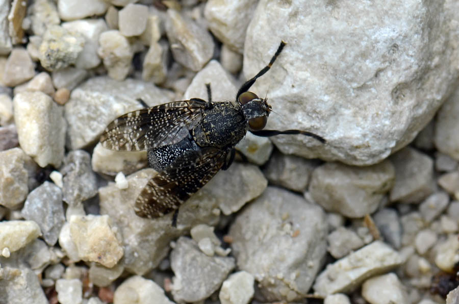 Platystoma sp.